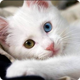 Erraten Sie die Katze APK