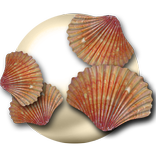 Free the Pearl
