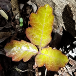 ”Learn to Recognise Poison Oak