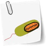 Cours de Microbiologie