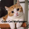 Cat Wallpaper HD APK