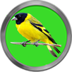 Cantos de Pintassilgo APK