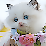 4K Cats Wallpapers