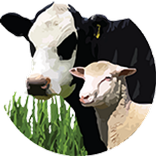 Drought Feed Calculator