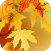 Autumn Video Wallpaper APK