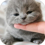 Cute Cat Wallpaper