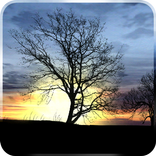 Silhouette Free Live Wallpaper