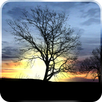 Silhouette Live Wallpaper APK