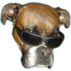 Dog vision APK