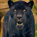 Hình nền Black Panther