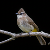 Bulbul bird sounds APK