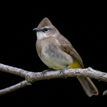 Bulbul bird sounds