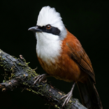 Laughing thrush bird sounds