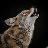 Coyote Sounds and Calls