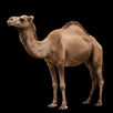 Camel Sounds APK