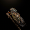 APK Cicada Sounds