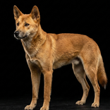 Dingo sounds