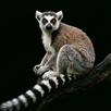Lemur Sounds APK