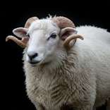 Sheep sounds