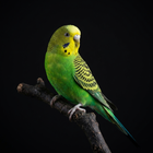Parakeet Sounds icon