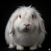 Rabbit Sounds APK