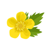 AI Buttercup Scanner APK