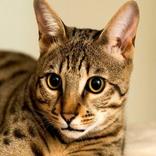 NAMA NAMA KUCING