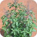 Tulsi Mata Aarti APK