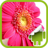 DVR:Flower Pack