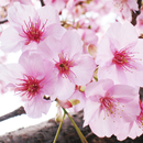 草花の名前を覚える aplikacja