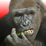 Flying Gorilla: Orman Koşusu