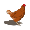 آیکون‌ Poultry Manager 2.0