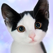 Praten over Devon Rex-icoon