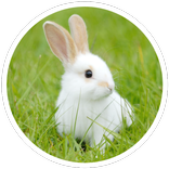 Rabbit breeding