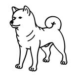 Big City Dog