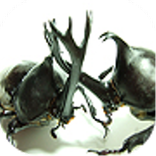 カブトムシ大戦