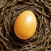 APK Egg Journey