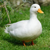 Duck Sounds APK