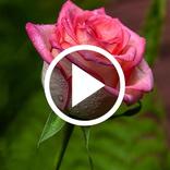 Cute Flower Video Wallpaper