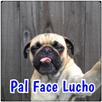 Memes en español APK