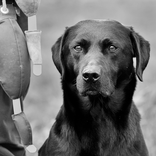 Gundog Challenge