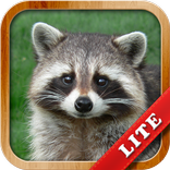 Animals for Kids