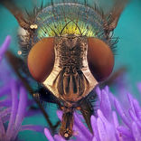 Microcosm Secrets Quiz
