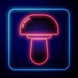 Magic Mushroom Places