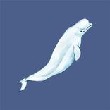 DS Dolphin Surface