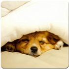Cute Puppy Wallpaper icon