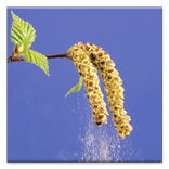 Pollen forecast