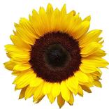 SendFlowers.pk (Online Flower 