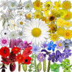 What's that flower? APK