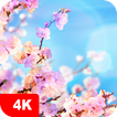 Spring Wallpapers 4K icon